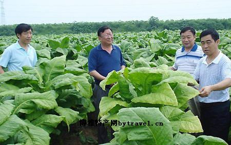 “山儿西”烟叶